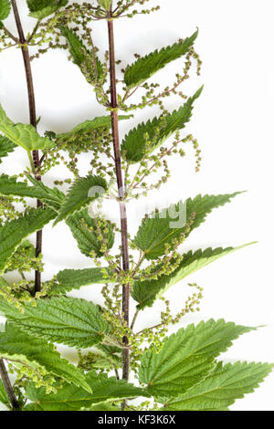 Stinging nettle, which can be an industrial plant whose stem can be processed and used as a textile. Stock Photo