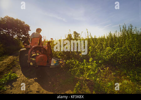 Harvesting an experimental large-scale planting of nettles (Urtica dioica) Stock Photo