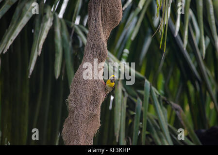 a male baya weaver bird sitting on its nest Stock Photo