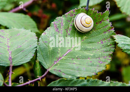 A garden banded snail with a pearly white coiled shell waiting for the rain on a bramble leaf. Stock Photo