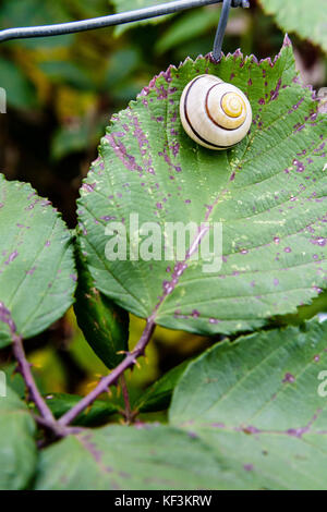 A garden banded snail with a pearly white coiled shell waiting for the rain on a bramble leaf. Stock Photo