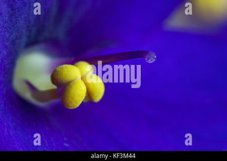 Macro photo of African Violet (Saintpaulia sp.) flower Stock Photo
