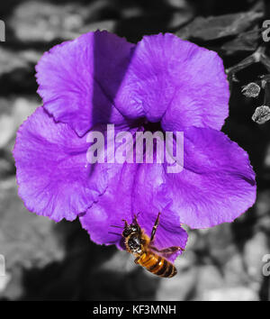 Close-up shot of a bee on a purple flower over monochrome background. Stock Photo