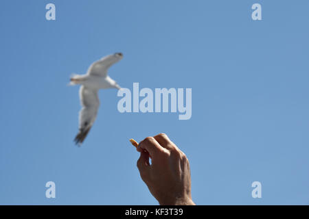 Close up of a hand holding a piece of food and a seagull in the air with a blue sky in background, picture from thasos Island Greece. Stock Photo