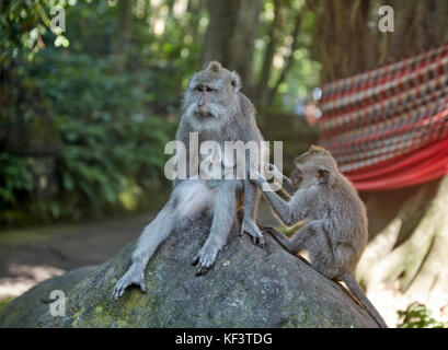 Long-tailed macaques (Macaca fascicularis) in the Sacred Monkey Forest Sanctuary. Ubud, Bali, Indonesia. Stock Photo