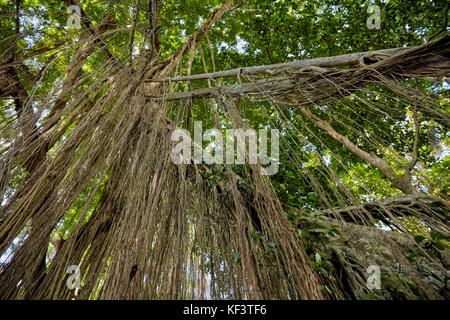 Long aerial roots hanging down from a big Banyan tree. Sacred Monkey Forest Sanctuary, Ubud, Bali, Indonesia. Stock Photo