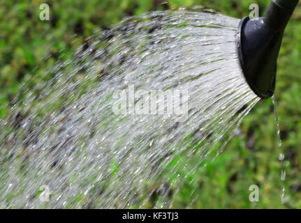 Pouring from watering can on plants water. Stock Photo