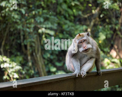 Long-tailed macaque (Macaca fascicularis) scratches his head while sitting on a fence in the Sacred Monkey Forest Sanctuary. Ubud, Bali, Indonesia. Stock Photo