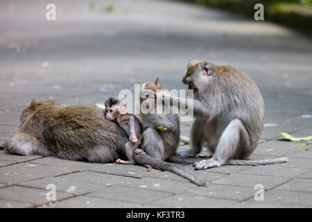 Long-tailed macaques (Macaca fascicularis) in the Sacred Monkey Forest Sanctuary. Ubud, Bali, Indonesia. Stock Photo