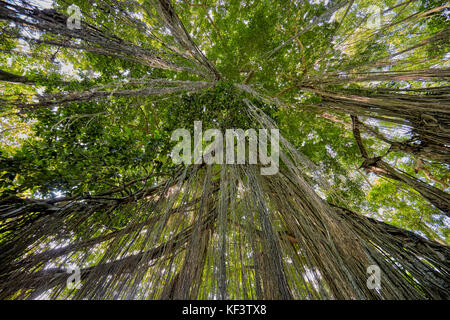 Banyan tree aerial roots in the Sacred Monkey Forest Sanctuary. Ubud, Bali, Indonesia. Stock Photo