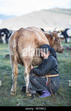 Middle aged Mongolian woman milking a black and white colored yak in ...