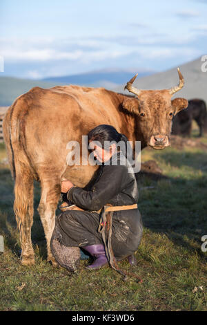 mongolian woman milking a cow Stock Photo - Alamy