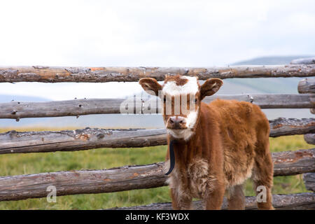 Little baby cow standing in front of a wooden gate. Khuvsgol, Mongolia. Stock Photo