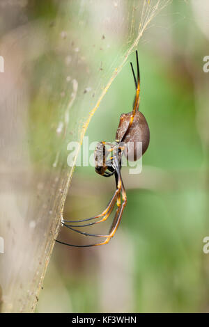 Female Coastal Golden Orb-Weaver Spider (Nephila plumipes) feeding on bee in web. Hopkins Creek. New South Wales. Australia. Stock Photo