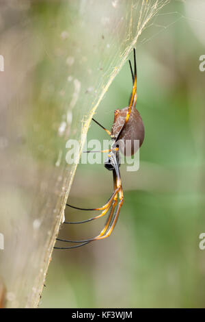 Female Coastal Golden Orb-Weaver Spider (Nephila plumipes) resting on web. Hopkins Creek. New South Wales. Australia. Stock Photo