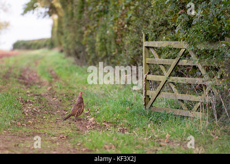 A female Pheasant on a farm track way looking up to a wooden gate and autumn hedge row. Stock Photo