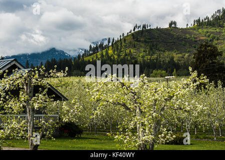 Clouds over Apple Orchard - Springtime brings white blossoms to apple orchards in the Wenatchee River Valley, downstream from Leavenworth. Stock Photo