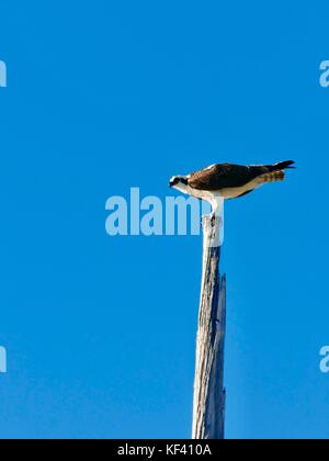 Osprey (Pandion haliaetus) also known as a fish hawk, on top of old utility pole with blue sky background, Cedar Key, Florida, USA. Stock Photo