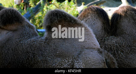 Humps of Bactrian camels. Stock Photo