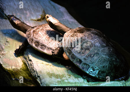 Yellow-spotted amazon river turtle (Podocnemis unifilis) Stock Photo