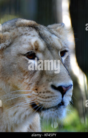 Close up of female Asiatic lion (Panthera leo persica) head, also known as the Indian lion and Persian lion. Stock Photo