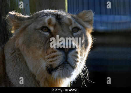 Lioness. Close up of female Asiatic lion (Panthera leo persica) head, also known as the Indian lion and Persian lion. Stock Photo