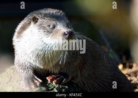 Eurasian otter (Lutra lutra), also known as the European, Eurasian river otter, common or Old World otter. Stock Photo