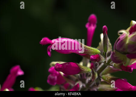 Salvia involucrata 'Hadspen' Stock Photo