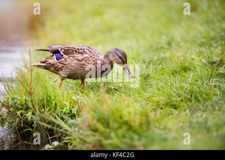 One duck on the lake bank standing or sleeping on the green grass. Stock Photo