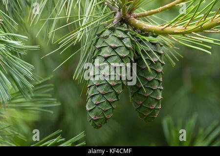 Pinus Holfordiana cones Stock Photo