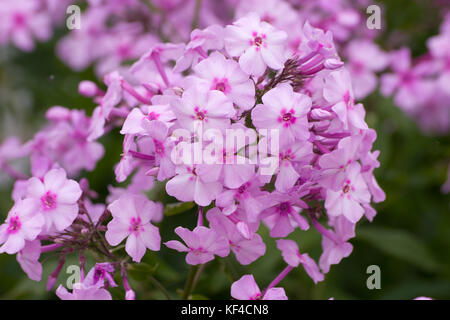 Phlox paniculata Discovery Stock Photo