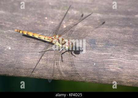 Common Darter Dragonfly female