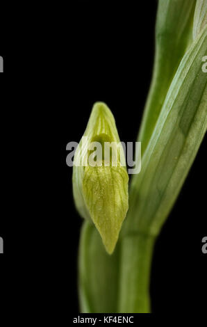 Closeup on a flower of a rare hypochromic form of the wild Small-flowered Tongue Orchid (Serapias parviflora) isolated against a black background. Vil Stock Photo