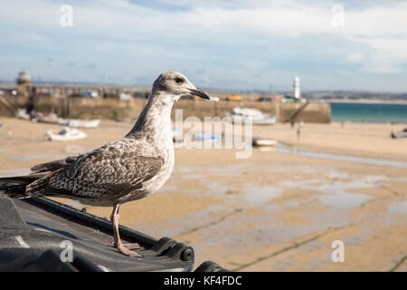 Seagull, on a beach. Stock Photo