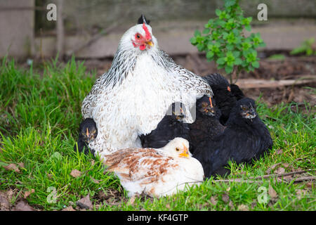 A female chicken looks after its chicks in a garden in New Zealand ...
