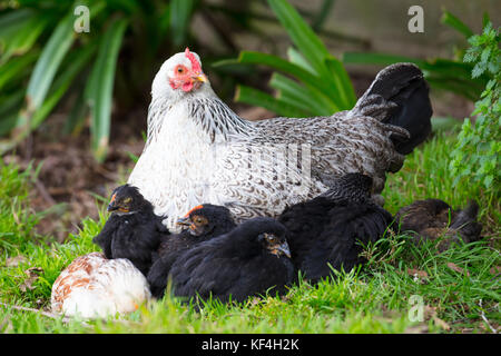 A female chicken looks after its chicks in a garden in New Zealand ...