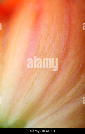 Macro of a beef tomato which is still ripening. Grown fresh in my garden. Stock Photo