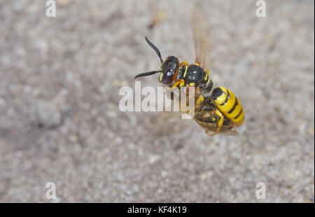 Beewolf (Philanthus triangulum) carrying Honey bee in Flight Stock Photo