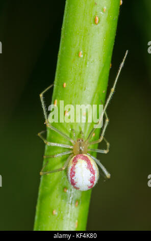 Female Candy-striped Spider (Enoplognatha ovata) form redimita