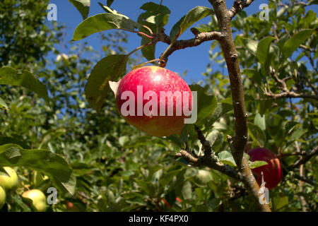 Single red apple growing on a tree in a UK garden Stock Photo