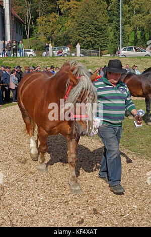 Authentic Slovenian coldblooded dray horse. Exhibition in Sentjur, Slovenia. Stock Photo