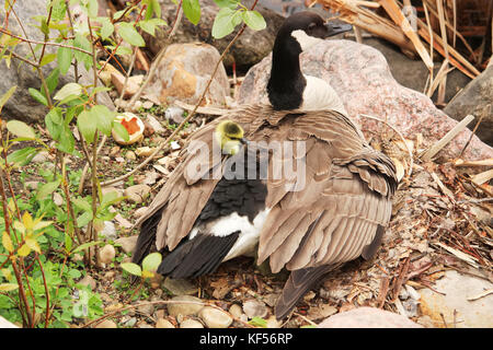 A newly hatched gosling peaking its head out of its mothers back. Stock Photo