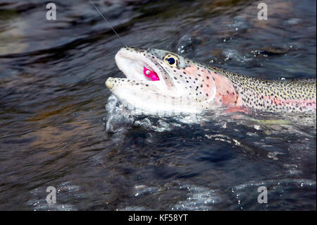 Rainbow trout with a colorful fly attached to a hook and fishing