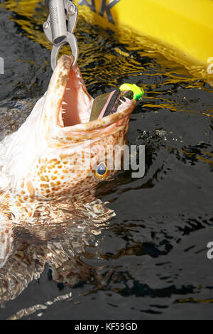 Large ling cod game fish being landed in a kayak with a close up view of its head in the water with hook and lure being pulled up by a grapple Stock Photo