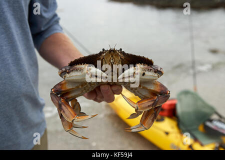 Fisherman holding a large fresh marine crab as he stands on the seashore at Foggy Bay Ketchican, Alaska Stock Photo