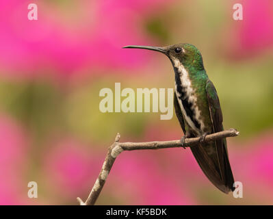 Black-throated Mango, Anthracothorax nigricollis. Panama Stock Photo