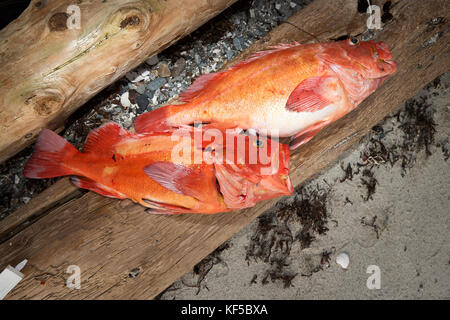 Two freshly caught red snappers lying on piece of wood Stock Photo