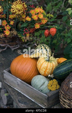 Pumpkins and gourds in a wooden box on display at Weald and Downland open air museum, autumn countryside show, Singleton, Sussex, England Stock Photo