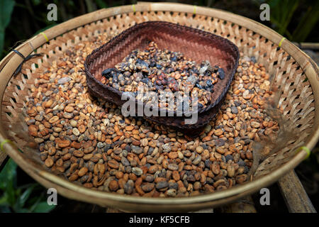 Kopi luwak, or civet coffee - includes part-digested coffee cherries eaten and defecated by the Asian palm civet. Ubud, Bali, Indonesia. Stock Photo