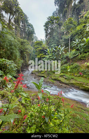 A small river running through rainforest in Ubud, Bali, Indonesia. Stock Photo